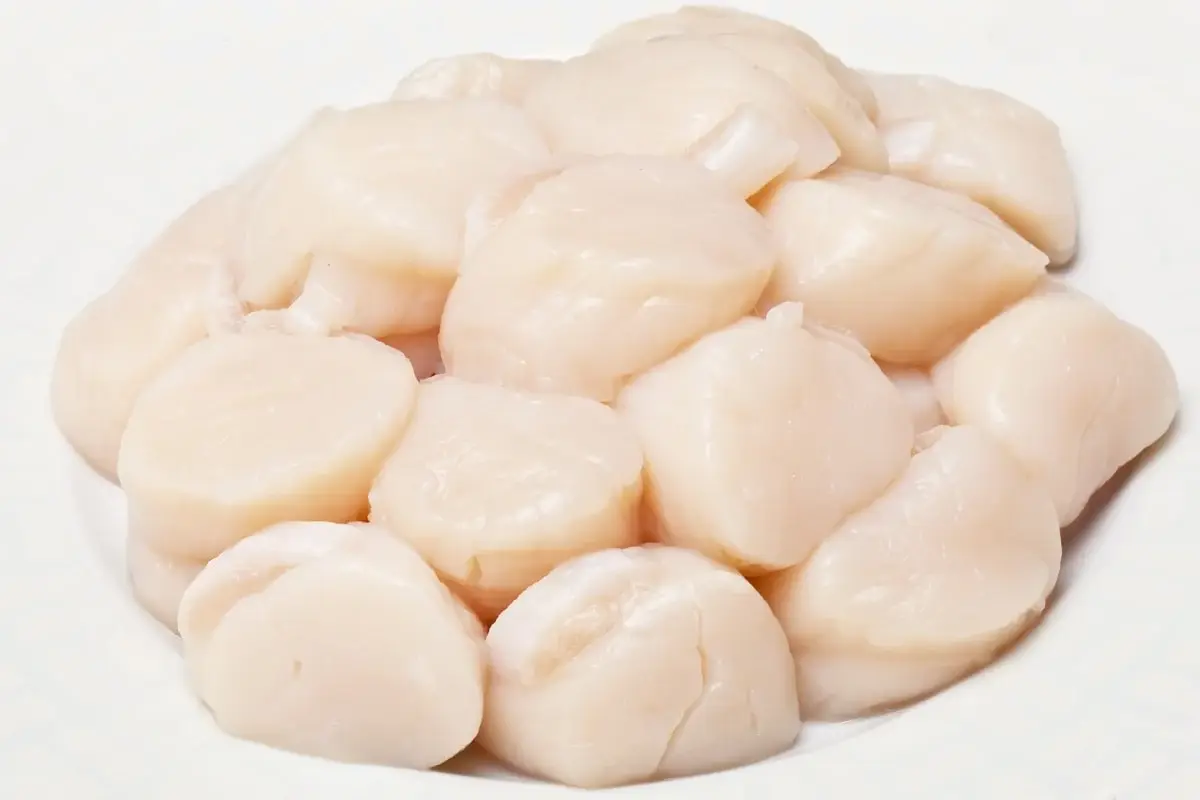 Scallops